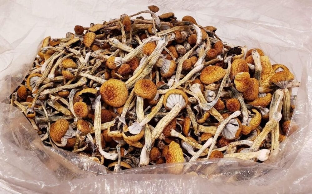 Golden Teacher Shrooms 28g