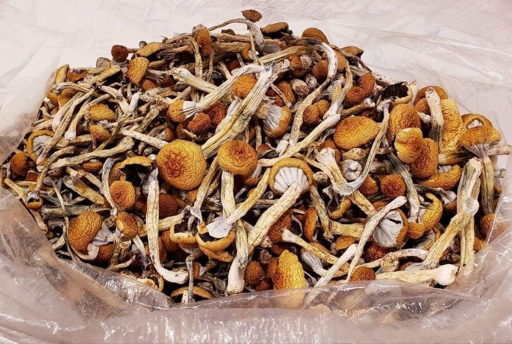 Golden Teacher Shrooms 28g