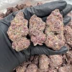 Pink starburt