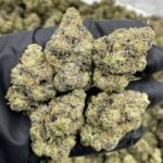 Buy Pink Versace Indoor Flower Online | CannalDripsLeaf