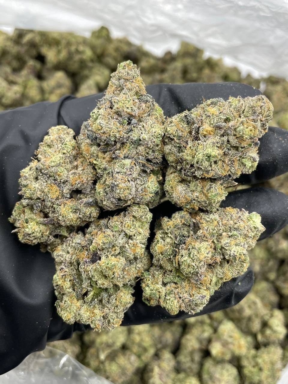 Buy Pink Versace Indoor Flower Online | CannalDripsLeaf