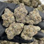 Buy Violet Venomz Indoor Flower Online | CannalDripsLeaf