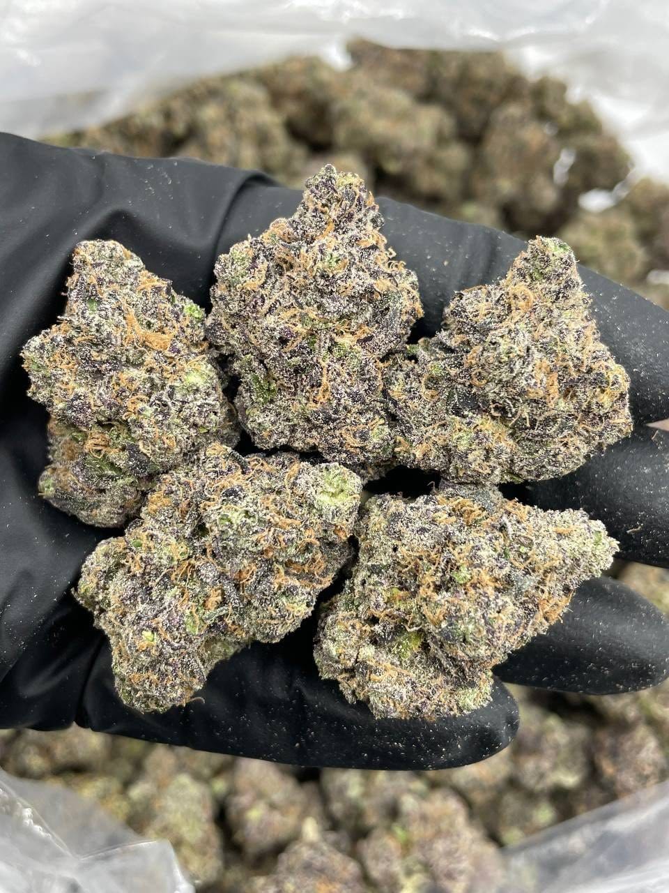 Buy Violet Venomz Indoor Flower Online | CannalDripsLeaf