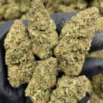 Buy Pink Crashers Deps Flower Online | CannalDripsLeaf