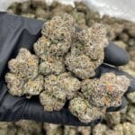 Runtz Berries Indoor – Exotic Berry Gas Flower | Cannaldripsleaf