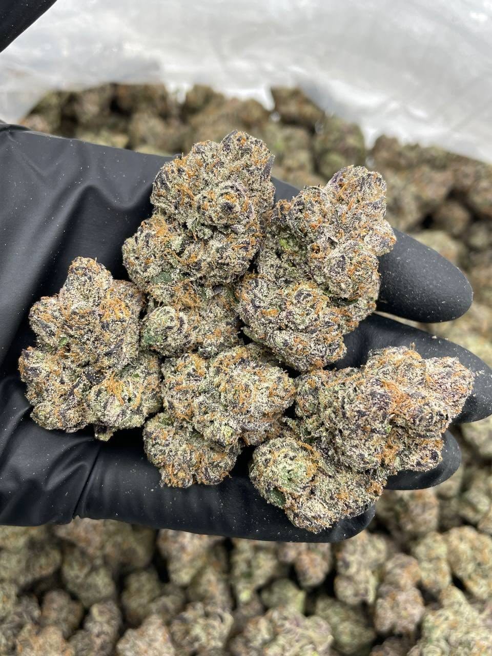 Runtz Berries Indoor – Exotic Berry Gas Flower | Cannaldripsleaf