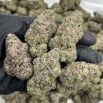 Cherry Confidential Indoor – Purple Cherry Gas Flower | Cannaldripsleaf