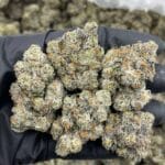 Carbon Super Glue Indoor – Gassy Cookie Glue Flower | Cannaldripsleaf
