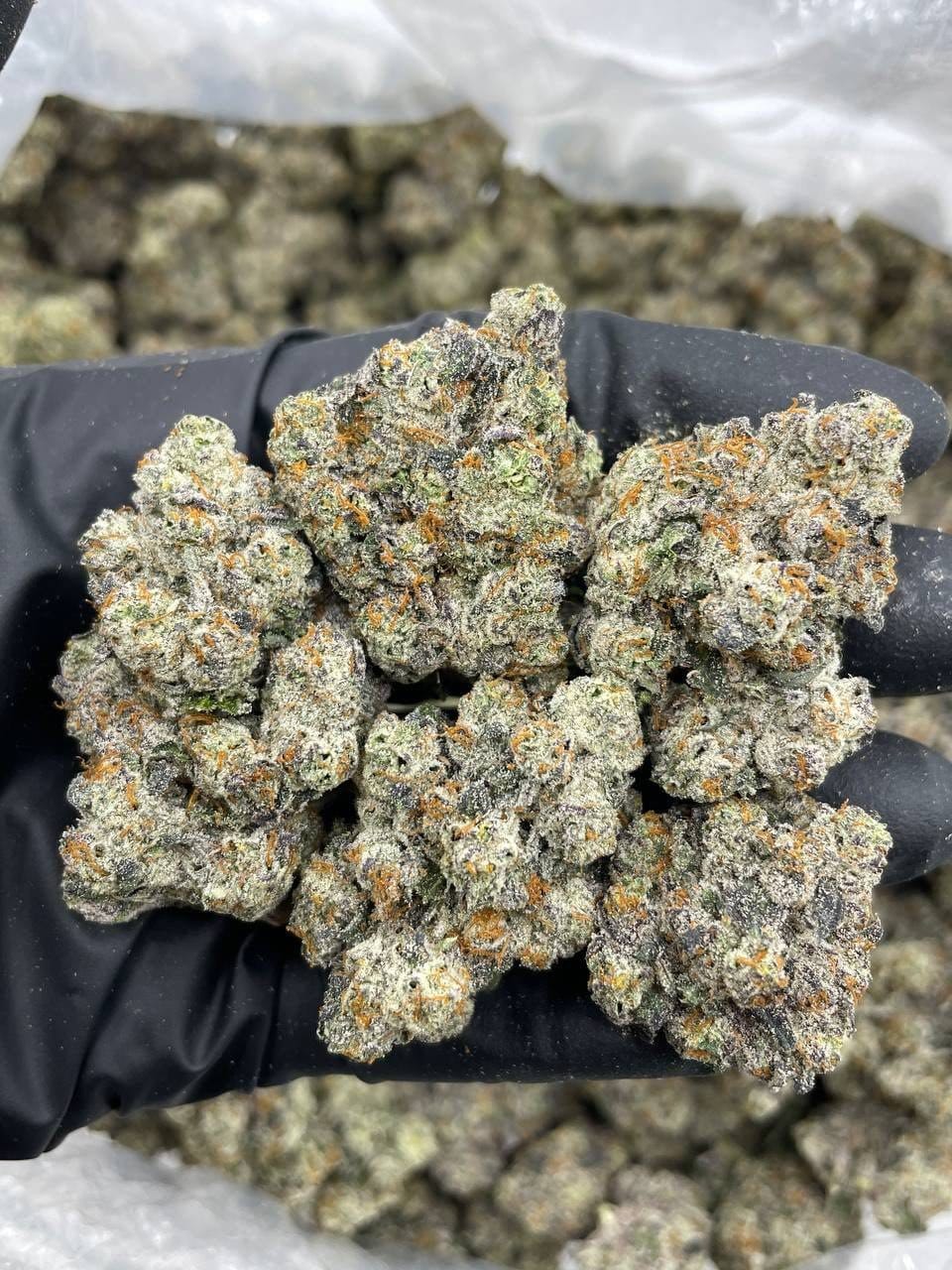 Carbon Super Glue Indoor – Gassy Cookie Glue Flower | Cannaldripsleaf