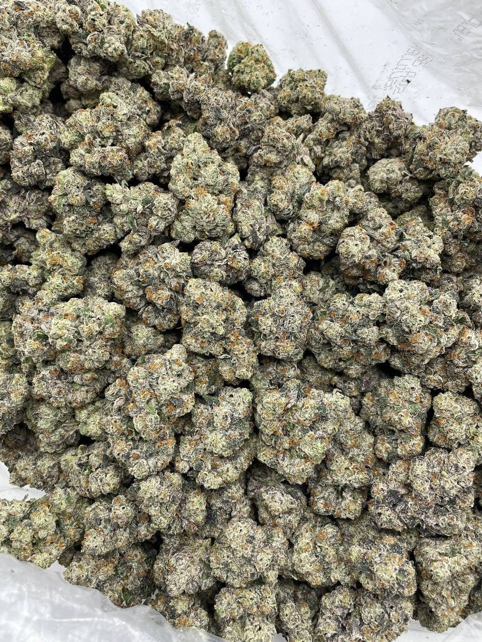 Carbon Super Glue Indoor – Gassy Cookie Glue Flower | Cannaldripsleaf - Image 2