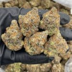 Cherry Code Red Indoor – Citrus Cherry Candy Gas | Cannaldripsleaf