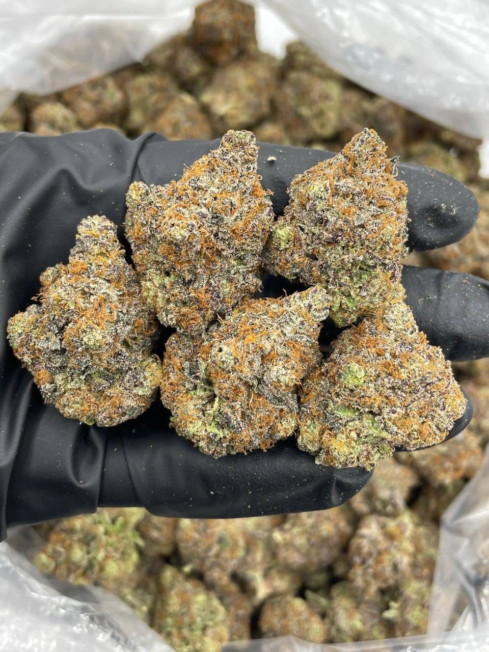 Cherry Code Red Indoor – Citrus Cherry Candy Gas | Cannaldripsleaf