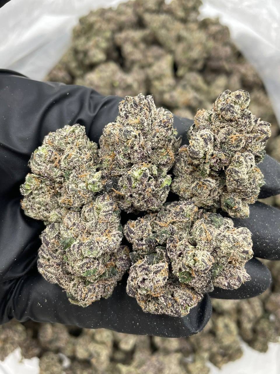 Applescotti Indoor – Sour Apple Biscotti Gas | Cannaldripsleaf