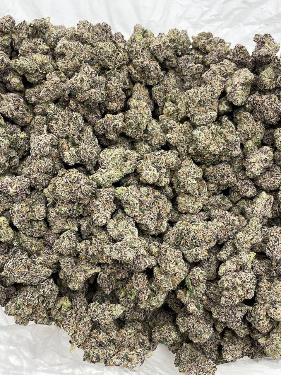 Applescotti Indoor – Sour Apple Biscotti Gas | Cannaldripsleaf - Image 2