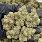 Banana Georgia Pie Indoor – Banana OG Dessert Gas | Cannaldripsleaf