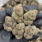 White Cherry Za Indoor – Frosty White Cherry Candy | Cannaldripsleaf