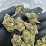 LCG 42 Indoor Candies – Lemon Cherry Candy Gas | Cannaldripsleaf