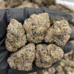 Lemon Cherry Plusherz Indoor – Premium Exotic Candy Gas Flower | Frosty Purple LCG Cross – Cannaldripsleaf