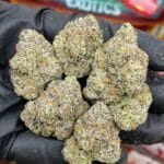 Sweetz Exotics Flower – Sushi Bar Edition Master Box | 16 Strain Indoor Exotic Pack – Cannaldripsleaf