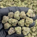 White Cherry Gumbo Indoor Shmediums – Frosty Candy Gas Exotic | Value Top-Shelf Buds – Cannaldripsleaf