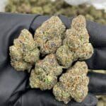 Blue Candy Lemons Indoor – Sticky Budget Exotic Flower | Sweet Candy Citrus – Cannaldripsleaf