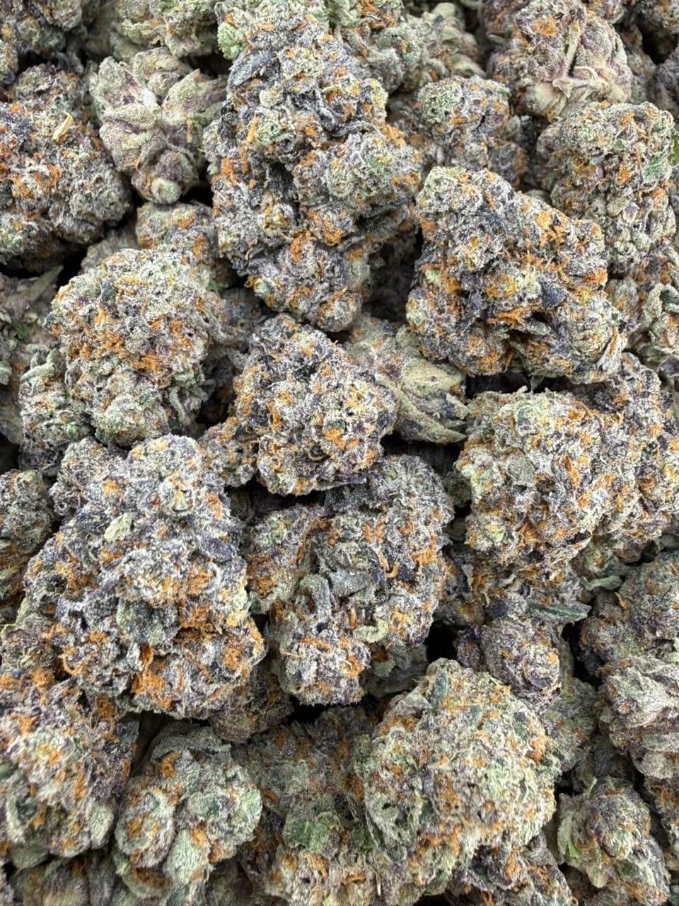 Gelato Mintz Indoor Exotic Flower – Premium Minty Candy Strain | CannalDripsLeaf - Image 2