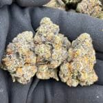 Gelato Mintz Indoor Exotic Flower – Premium Minty Candy Strain | CannalDripsLeaf