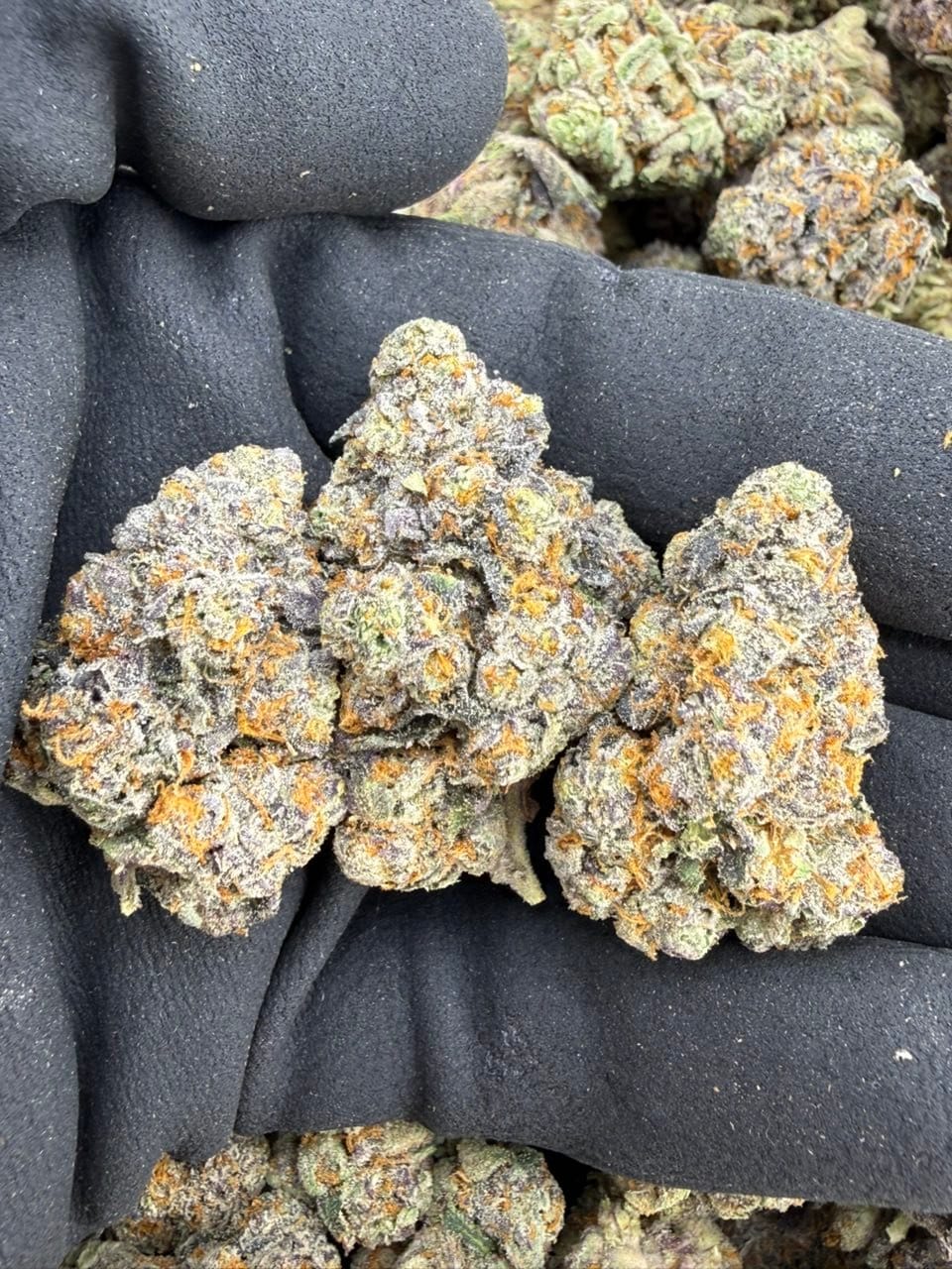 Gelato Mintz Indoor Exotic Flower – Premium Minty Candy Strain | CannalDripsLeaf