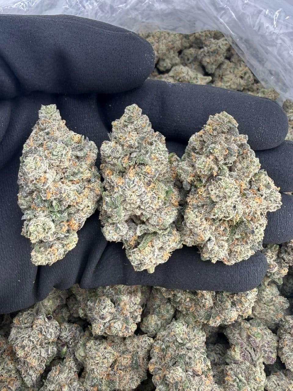 OG Bobby Johnson Premium Indoor Flower – Exotic Heavy Gas Strain | CannalDripsLeaf