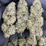 Jealousy Mintz Premium Indoor Flower – Exotic Minty Candy Strain | CannalDripsLeaf