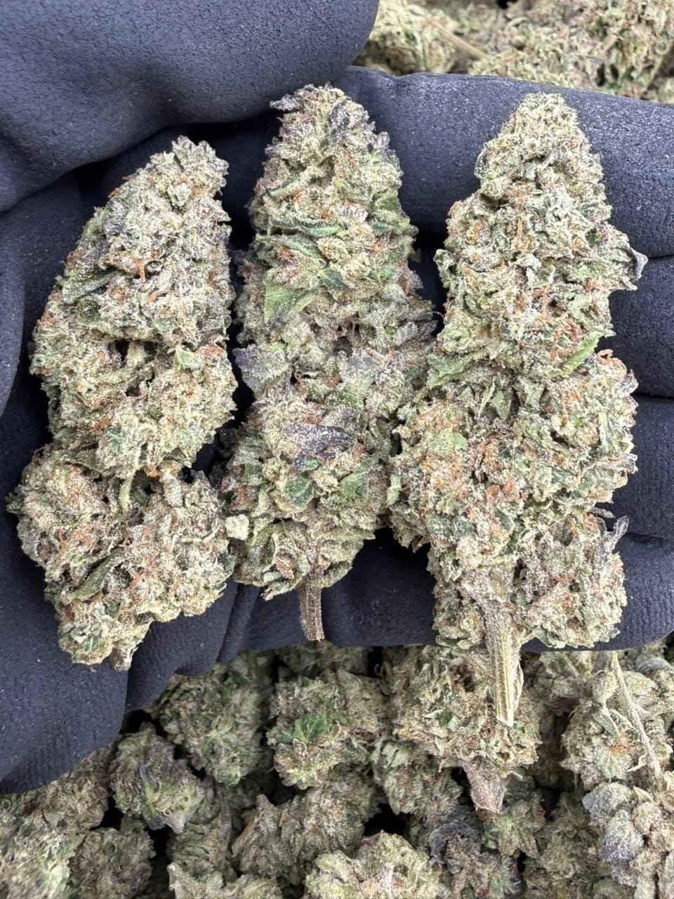 Jealousy Mintz Premium Indoor Flower – Exotic Minty Candy Strain | CannalDripsLeaf