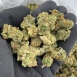 Sour Diesel Premium Indoor Flower – Classic Energizing Gas Strain | CannalDripsLeaf