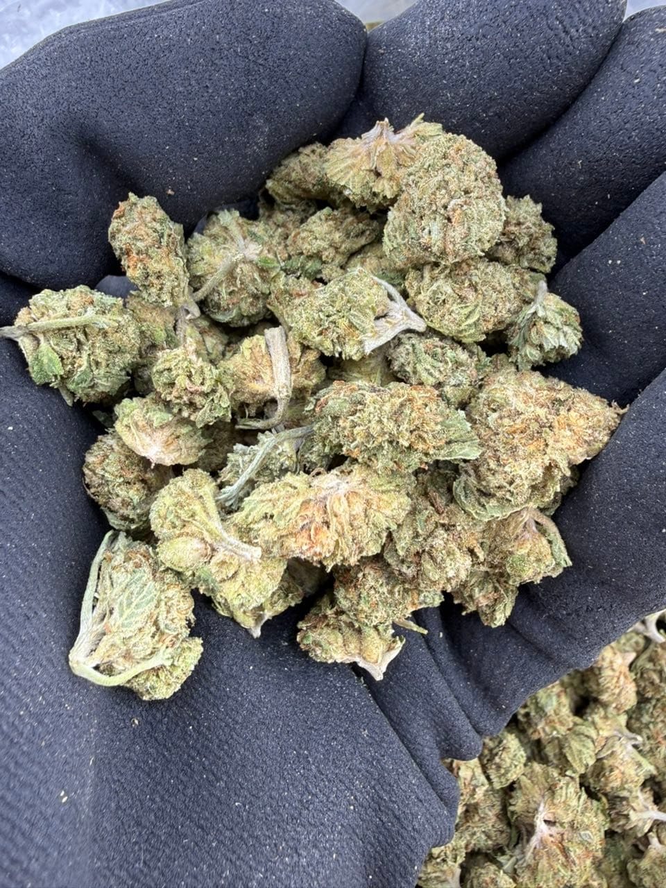 Rainbow Beltz Premium Indoor Flower – Exotic Candy Gas Strain | CannalDripsLeaf