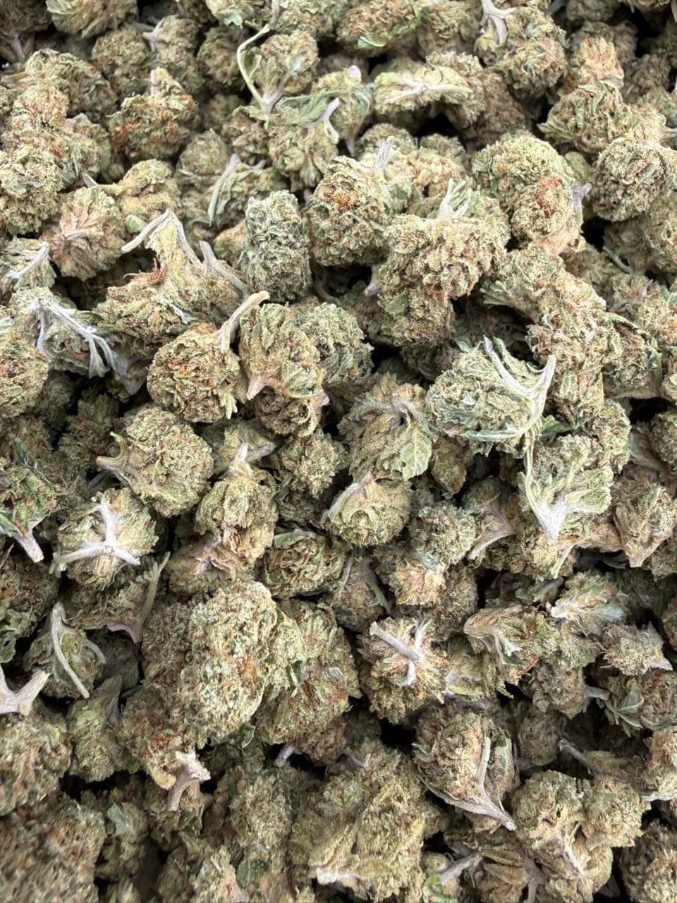 Rainbow Beltz Premium Indoor Flower – Exotic Candy Gas Strain | CannalDripsLeaf - Image 2