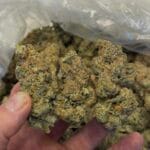 White Inferno Deps – Premium Greenhouse Flower with Frosty Gas Terps | CannalDripsLeaf