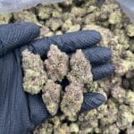 Coconut Candy Strain | Premium Exotic Indoor Flower | Cannaldripsleaf