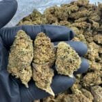 Caramel Flan Strain | Premium Exotic Indoor Flower | Cannaldripsleaf