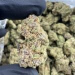Pink Marshmallow Indoor Flower – Exotic Candy Strain | CannalDripsLeaf