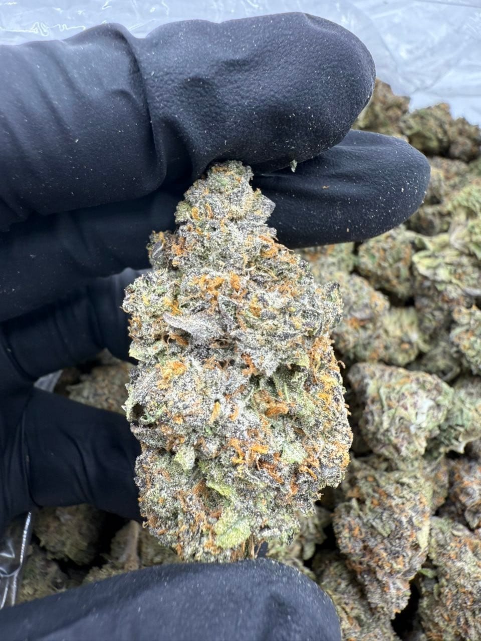 Lemon Cherry Runtz Indoor Flower – Exotic Candy Strain | CannalDripsLeaf