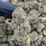 Biscotti Indoor Flower – Premium Exotic Cookie Strain | CannalDripsLeaf