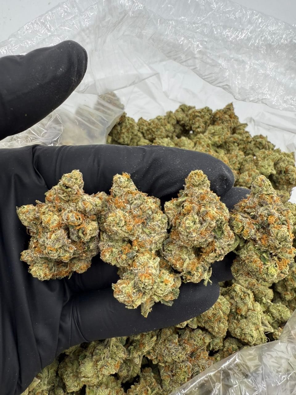 Major Payne Indoor Flower – Premium Exotic Cannabis | CannalDripsLeaf - Image 2