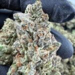 OG Sherb Indoor Flower – Gassy Creamy Exotic (OG x Sunset Sherbet) | Cannaldripsleaf