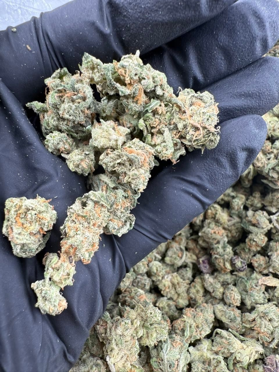 Blue Dream Mediums – Classic Indoor Flower (Budget-Friendly Everyday Smoke) | Cannaldripsleaf